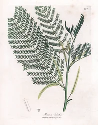 Acacia a cachou o cachoutier - Catechu, Acacia catechu. Grabado en cobre coloreado a mano de una ilustración botánica de James Sowerby extraída de la obra de William Woodville y Sir William Jackson Hooker "Medical Botany", John Bohn, Londres.