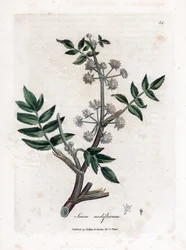 Ache false watercress - Chirivía de agua rastrera, Sium nodiflorum. Grabado en cobre coloreado a mano de una ilustración botánica de James Sowerby de la obra "Medical Botany" de William Woodville y Sir William Jackson Hooker, John Bohn, Londres.