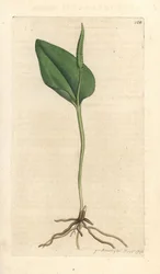 Lengua de víbora, Ophioglossum vulgatum (Ophioglossum) Grabado en cobre coloreado a mano según una ilustración de James Sowerby de Botánica inglesa de James Smith, Londres.