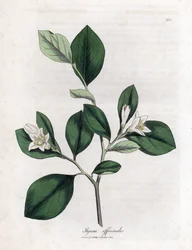 Aliboufier - Storax, Styrax officinalis. Grabado en cobre coloreado a mano a partir de una ilustración botánica de James Sowerby extraída de "Medical Botany" de William Woodville y Sir William Jackson Hooker, John Bohn, Londres.
