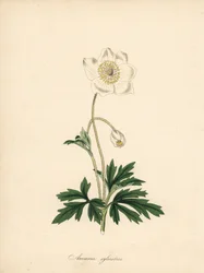 Anémona de las brocas - Snowdrop anemone, Anemone sylvestris. Tomado de una ilustración de James Sowerby en el "Botanical Magazine" de William Curtis. Zincografía coloreada a mano de C. Chabot dibujada por Miss M. A. Burnett de su "Plantae Utiliores: or Il