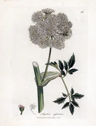 Angelique des bois ou sylvestris - Angélica silvestre, Angelica sylvestris. Grabado en cobre coloreado a mano de una ilustración botánica de James Sowerby de la obra "Medical Botany" de William Woodville y Sir William Jackson Hooker, John Bohn, Londres.