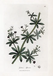 Azúcar de anís o scatteron - Cleavers o hierba de ganso, Calium aparine. Grabado en cobre coloreado a mano de una ilustración botánica de James Sowerby de la obra de William Woodville y Sir William Jackson Hooker "Medical Botany", John Bohn, Londres.