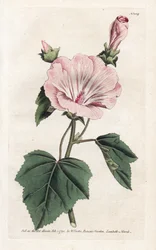 Púrpura anual o lavater trimestral - Litografía de James Sowerby (1757-1822), de William Curtis