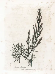 Aurona o limoncillo o limoncillo de artemisa - Southernwood, Artemisia abrotanum. Grabado en cobre coloreado a mano a partir de una ilustración botánica de James Sowerby extraída de la obra de William Woodville y Sir William Jackson Hooker "Medical Botany"