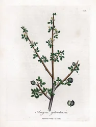 Bálsamo de la Meca o Bálsamo de Galaad - Bálsamo de la Meca, Commiphora gileadensis. Grabado en cobre coloreado a mano de una ilustración botánica de James Sowerby extraída de "Medical Botany" de William Woodville y Sir William Jackson Hooker, John Bohn, L