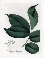 Bálsamo de Tolú, Myroxylon toluifera balsamum. Grabado en cobre coloreado a mano de una ilustración botánica de James Sowerby extraída de la obra de William Woodville y Sir William Jackson Hooker "Medical Botany", John Bohn, Londres.