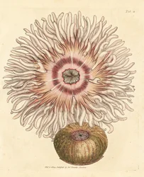 Anémona de cuentas, Actinia equina. Grabado en cobre coloreado a mano por James Sowerby de The British Miscellany, or Coloured figures of new, rare, or little known animal subjects.