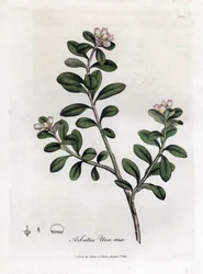 Uva de oso o gayuba - Arbutus rastrero o gayuba, Arctostaphylos uva-ursi. Grabado en cobre coloreado a mano de una ilustración botánica de James Sowerby extraída de "Medical Botany" de William Woodville y Sir William Jackson Hooker, John Bohn, Londres.