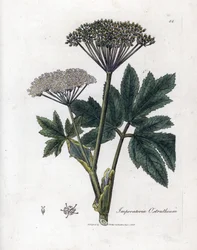 Benjuí o Imperatoria - Hierba maestra común, Imperatoria ostruthium. Grabado en cobre coloreado a mano de una ilustración botánica de James Sowerby extraída de "Medical Botany" de William Woodville y Sir William Jackson Hooker, John Bohn, Londres.