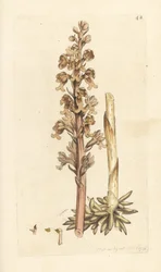 Orquídea nido de pájaro, Neottia nidus-avis (Bird