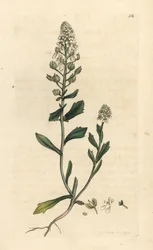 Iberis amara. Grabado en cobre coloreado a mano según una ilustración de James Sowerby de James Smith
