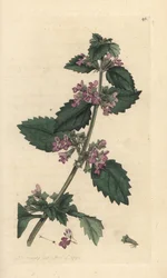 Marrubio negro, Ballota nigra (Ballote noire). Grabado en cobre coloreado a mano según una ilustración de James Sowerby de English Botany de James Smith, Londres