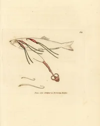 Copépodo parásito que se alimenta de sangre en un ojo de buey, Lernaeenicus sprattae (Lernaea sprattae). Y otro extraño gusano encontrado en una concha de ostra. Grabado en cobre coloreado a mano por James Sowerby de The British Miscellany, or Coloured fig