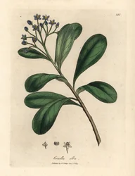 Canella de flores azules, Canella alba, Canella winterana
