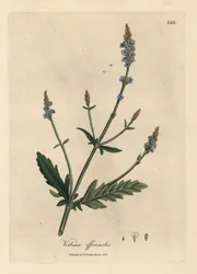Verbena de flor azul, Verbena officinalis