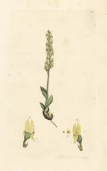 Orquídea de los pantanos, Hammarbya paludosa (Marsh tway-blade, Malaxis paludosa). Grabado en cobre coloreado a mano según una ilustración de James Sowerby de James Smith