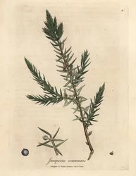 Rama y bayas de enebro común, Juniperus communis
