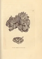 Esponja miga de pan, Halichondria panicea (Esponja tubular compacta; Spongia compacta). Grabado en cobre coloreado a mano por James Sowerby de The British Miscellany, or Coloured figures of new, rare, or little known animal subjects.