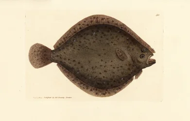 Pez milano, Scophthalmus rhombus (Pleuronectes rhombus). Grabado en cobre coloreado a mano por James Sowerby de The British Miscellany, or Coloured figures of new, rare, or little known animal subjects.