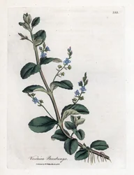 Verónica beccabunga. Grabado en cobre coloreado a mano de una ilustración botánica de James Sowerby de la obra de William Woodville y Sir William Jackson Hooker "Medical Botany", John Bohn, Londres.