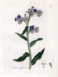 Bugloss officinale - Bugloss, Anchusa officinalis. Grabado en cobre coloreado a mano de una ilustración botánica de James Sowerby extraída de "Medical Botany" de William Woodville y Sir William Jackson Hooker, John Bohn, Londres.