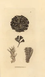 Bugulina avicularia (Flustra avicularis). Grabado en cobre coloreado a mano por James Sowerby de The British Miscellany, or Coloured figures of new, rare, or little known animal subjects.