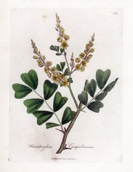 Campeche o madera de campeche - Leño, Haematoxylum campechianum. Grabado en cobre coloreado a mano a partir de una ilustración botánica de James Sowerby de "Medical Botany" de William Woodville y Sir William Jackson Hooker, John Bohn, Londres.