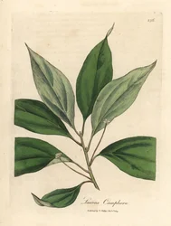 Alcanforero, Laurus camphora