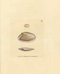 Concha de tellina palo de caramelo, Tellina similis. Grabado en cobre coloreado a mano por James Sowerby de The British Miscellany, or Coloured figures of new, rare, or little known animal subjects.