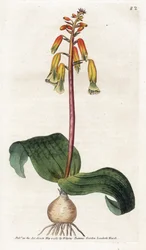 Cuco de Ciudad del Cabo - Litografía de James Sowerby (1757-1822), lámina de la Revista Botánica de William Curtis (1746-1799)