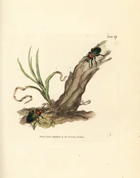 Escarabajo Carabus nitens. Grabado en cobre coloreado a mano por James Sowerby de The British Miscellany, or Coloured figures of new, rare, or little known animal subjects.