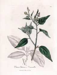 Cascarille officinale o madera de quinquina blanda o falsa - Cascarilla, Croton (Clutia) eluteria. Grabado en cobre coloreado a mano a partir de una ilustración botánica de James Sowerby de la obra "Botánica Médica" de William Woodville y Sir William Jacks