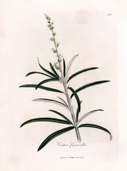 Cascarille officinale o madera blanda o faux quinquina - Cascarilla, Croton eluteria. Grabado en cobre coloreado a mano a partir de una ilustración botánica de James Sowerby de "Botánica Médica" de William Woodville y Sir William Jackson Hooker, John Bohn,