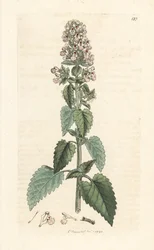 Hierba gatera, Nepeta cataria (cataire) Grabado en cobre coloreado a mano según una ilustración de James Sowerby de James Smith