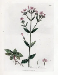 Centauree Chironia - Centaura, Chironia centaurium. Grabado en cobre coloreado a mano de una ilustración botánica de James Sowerby extraída de "Medical Botany" de William Woodville y Sir William Jackson Hooker, John Bohn, Londres.
