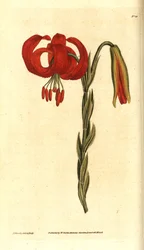 Lirio de Calcedonia - Lirio de Calcedonia, Lilium chalcedonicum. Grabado en cobre coloreado a mano e ilustración botánica de James Sowerby de The Botanical Magazine de William Curtis, Lambeth Marsh, Londres.