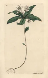 Lysimachia europaea (Trientalis europaea) (Trientale d