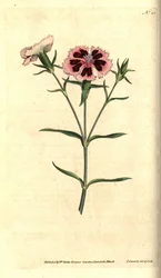 Clavel de China - Rosa de China o rosa de la India, Dianthus chinensis. Grabado en cobre coloreado a mano e ilustración botánica de James Sowerby de The Botanical Magazine de William Curtis, Lambeth Marsh, Londres.