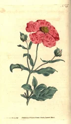 Cistus - Cistus de oro rosa, Cistus incanus. Grabado en cobre coloreado a mano e ilustración botánica de James Sowerby de The Botanical Magazine de William Curtis, Lambeth Marsh, Londres.