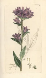 Campanula glomerata (Campanule agglomeree) Grabado en cobre coloreado a mano según una ilustración de James Sowerby de James Smith