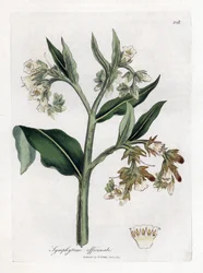 Consuelda - Consuelda, Symphytum officinale. Grabado en cobre coloreado a mano de una ilustración botánica de James Sowerby extraída de la obra de William Woodville y Sir William Jackson Hooker "Medical Botany", John Bohn, Londres.
