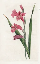 Glaieul común - Litografía de James Sowerby (1757-1822), de la Revista Botánica de William Curtis (1746-1799)