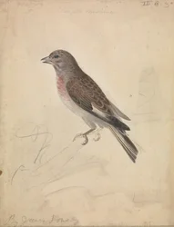 Pardillo común