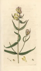 Common cowwheat, Melampyrum pratense (Melampyre des pres, Wood millet, Cochelet, Yellow savory) Grabado en cobre coloreado a mano según una ilustración de James Sowerby de James Smith