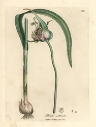 Ajo cultivado común, Allium sativum