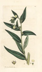 Lithospermum officinale (Gremil officinal) Grabado en cobre coloreado a mano según una ilustración de James Sowerby de James Smith