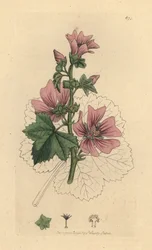 Malva común, Malva sylvestris Grabado en cobre coloreado a mano según un dibujo de James Sowerby para la obra Botánica inglesa de James Smith.