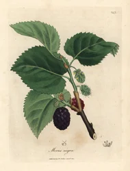 Morera común, Morus nigra