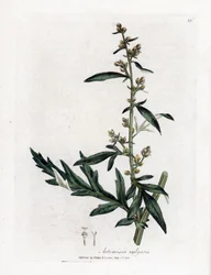 Artemisa común o vulgar - Mugwort, Artemisia vulgaris. Grabado en cobre coloreado a mano de una ilustración botánica de James Sowerby extraída de "Medical Botany" de William Woodville y Sir William Jackson Hooker, John Bohn, Londres.